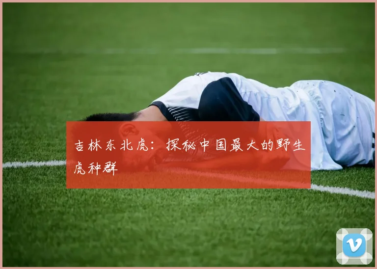 吉林东北虎：探秘中国最大的野生虎种群